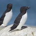 razorbill_msi_h_1366_can0987.jpg
